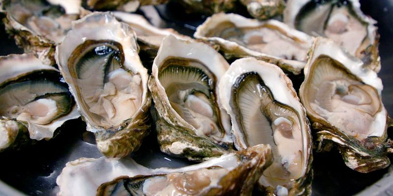 Oysters Went Up the Ladder