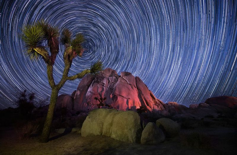 Joshua Tree: Desert Character Under Starry Skies