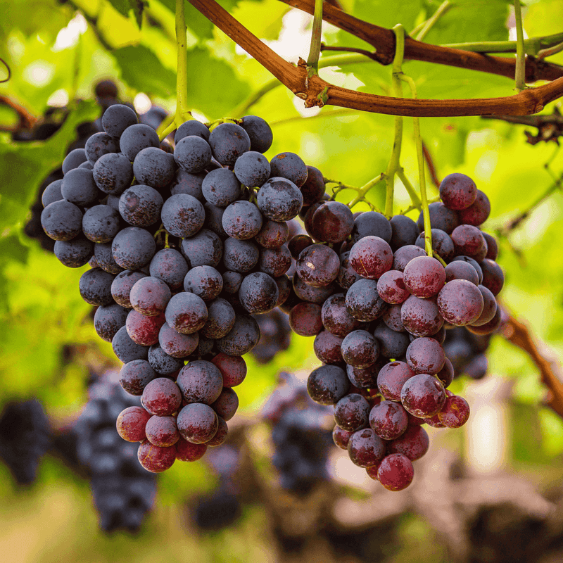 Grapes