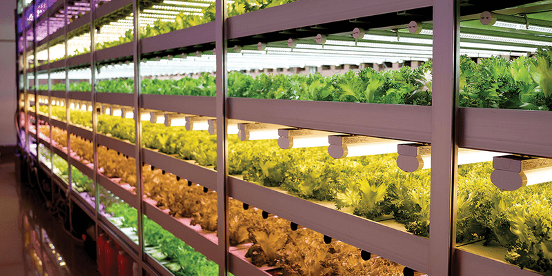 Vertical Farms Stacked to the Ceiling