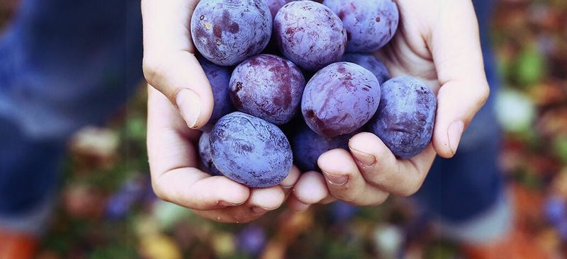 Plums With a Tangy Twist
