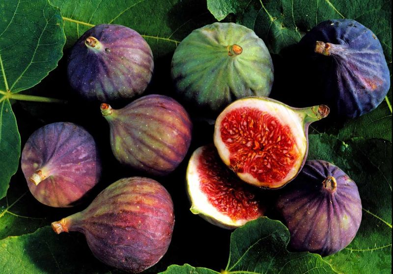 Figs, Fruit of Antiquity