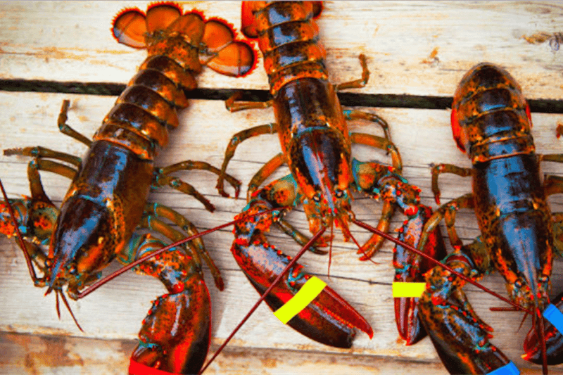 The Lowly Lobster