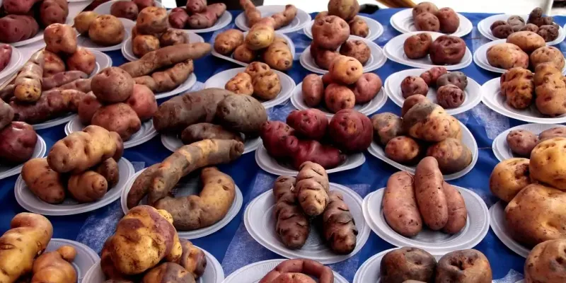 Potatoes Across the Andes