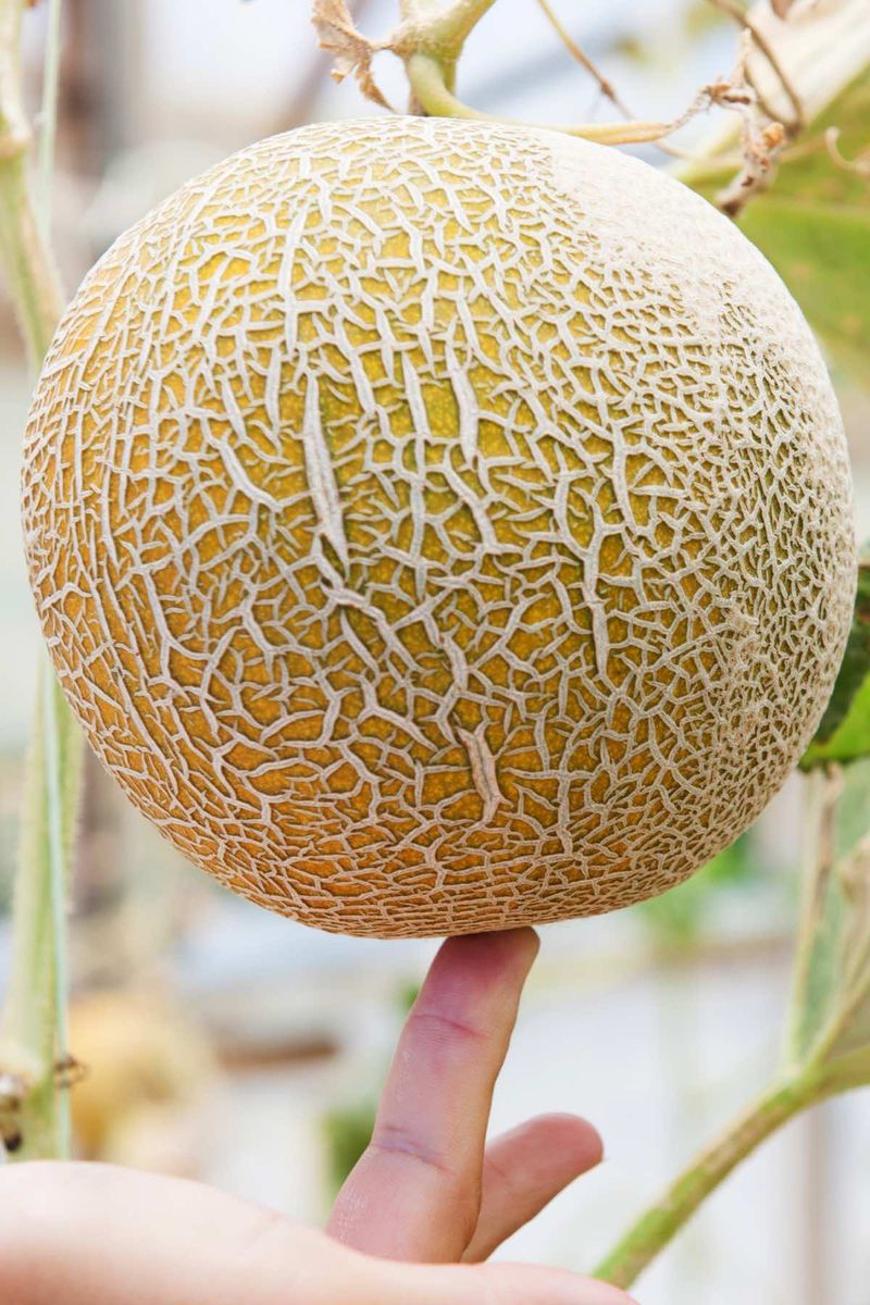 Cantaloupe's Musky Signal