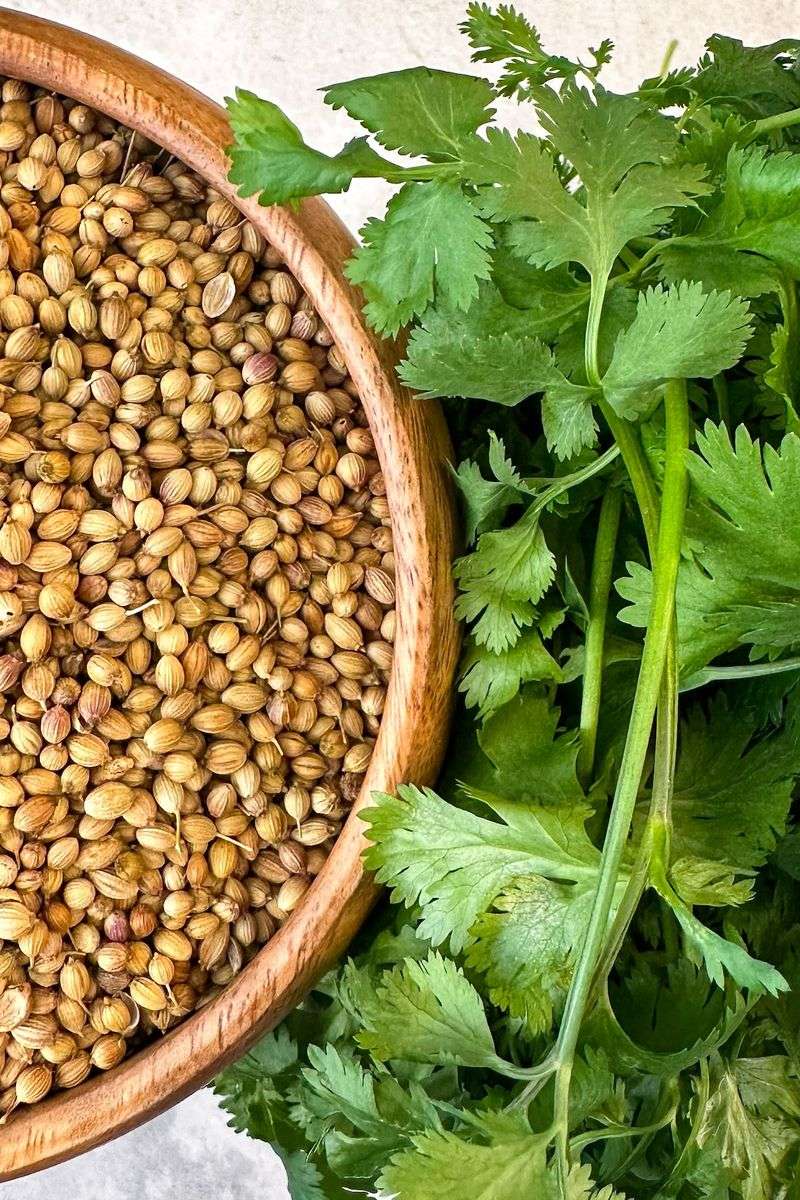 Coriander and Cilantro Share a Plant