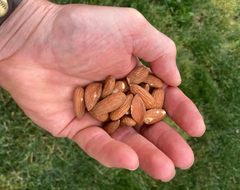 Crunchy Almonds