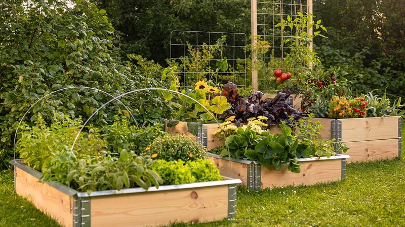 Victory Gardens