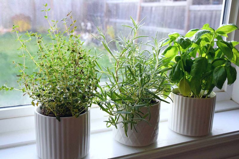 Fresh Herbs on the Windowsill
