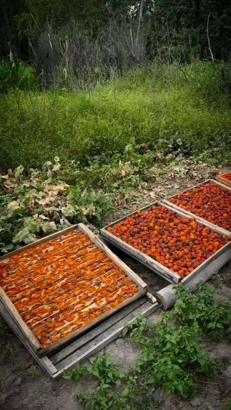 Sun Drying Fruits