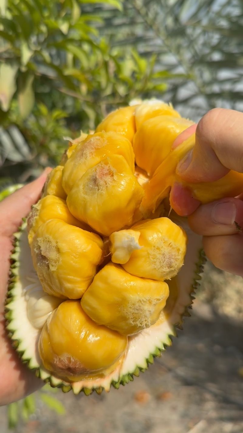 Cempedak Hits You First