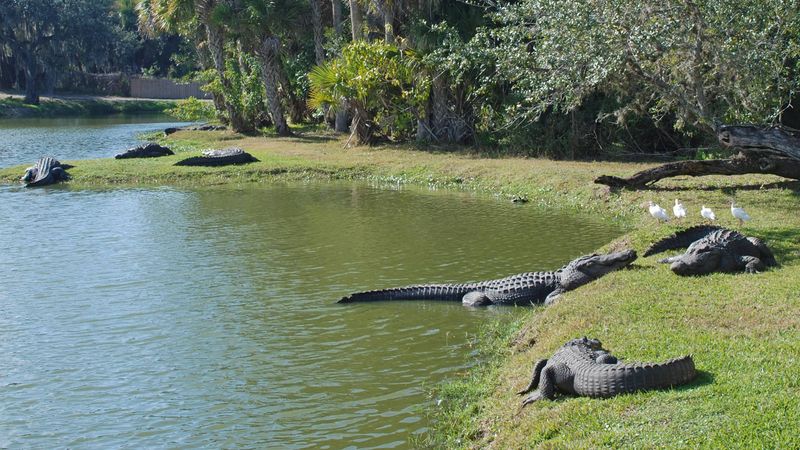 Gatorama: Roadside Florida With Teeth
