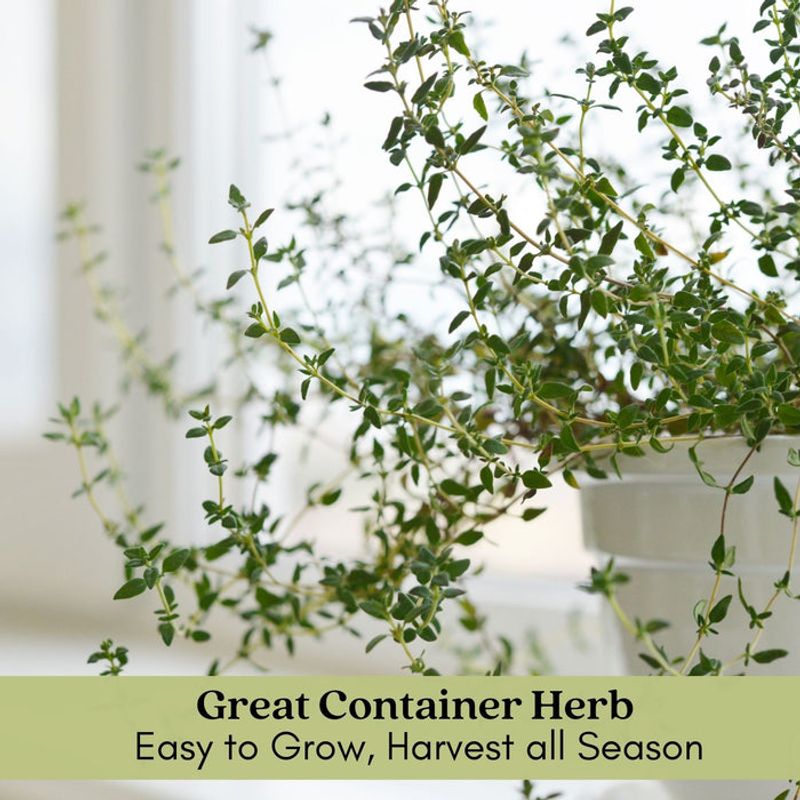 Keep Bugs Away Naturally