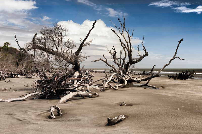 Bulls Island: Walk Among the Boneyard Trees