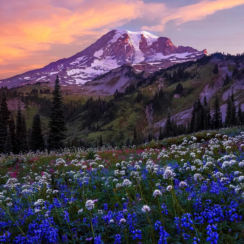 Mount Rainier National Park, Washington: Meadows Beneath a Giant