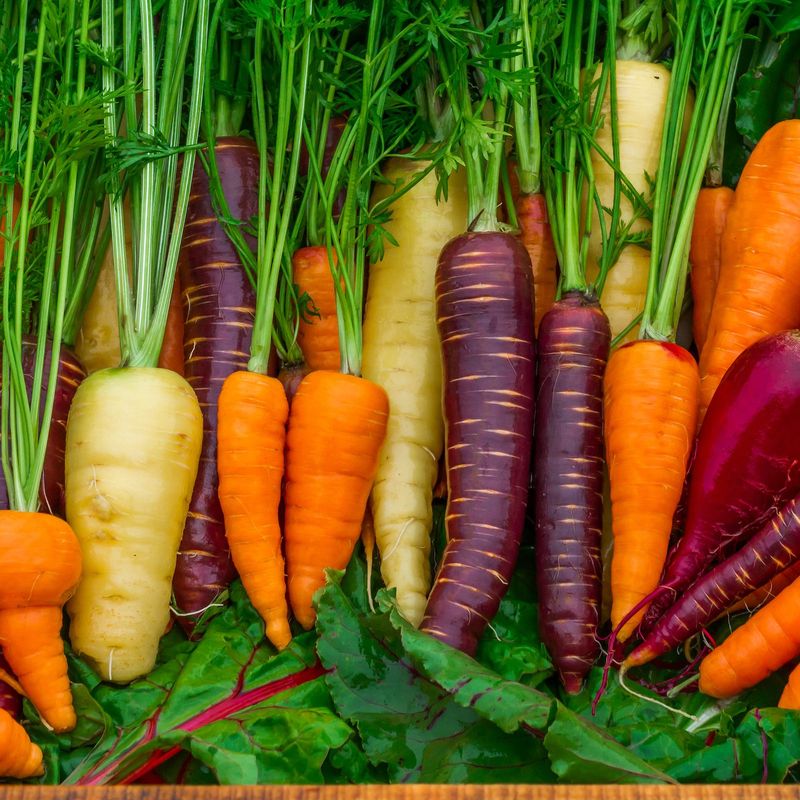 Carrots Turned Orange