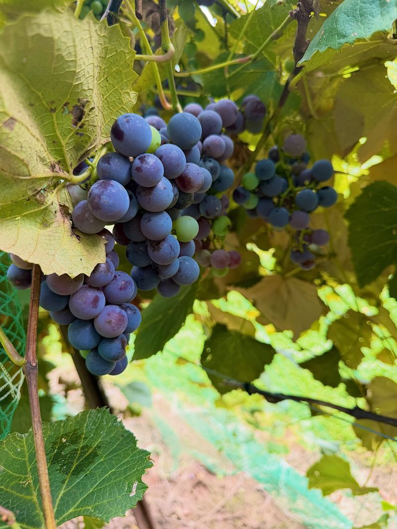Concord Grapes