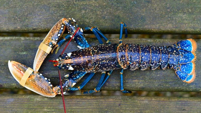 Bluefin Lobster from Brittany