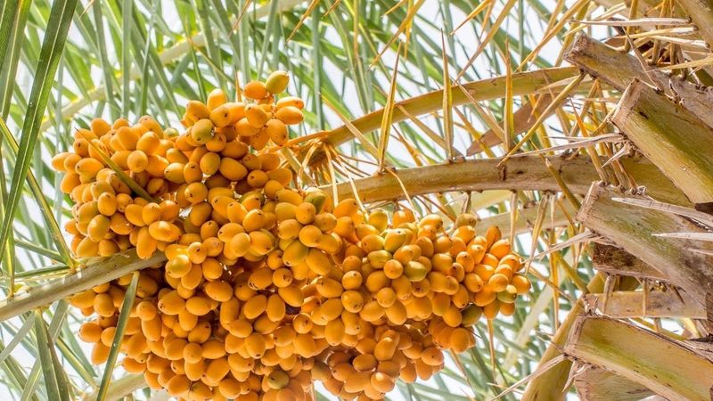 Desert Dates of the Middle East
