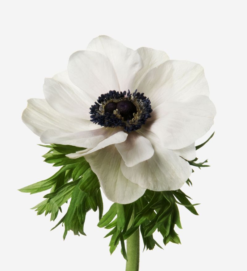Anemone: A Flower With a Wind Connection