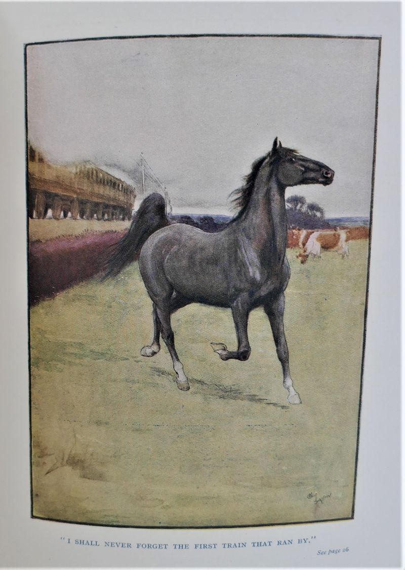 Black Beauty: Seeing Through a Horse's Eyes