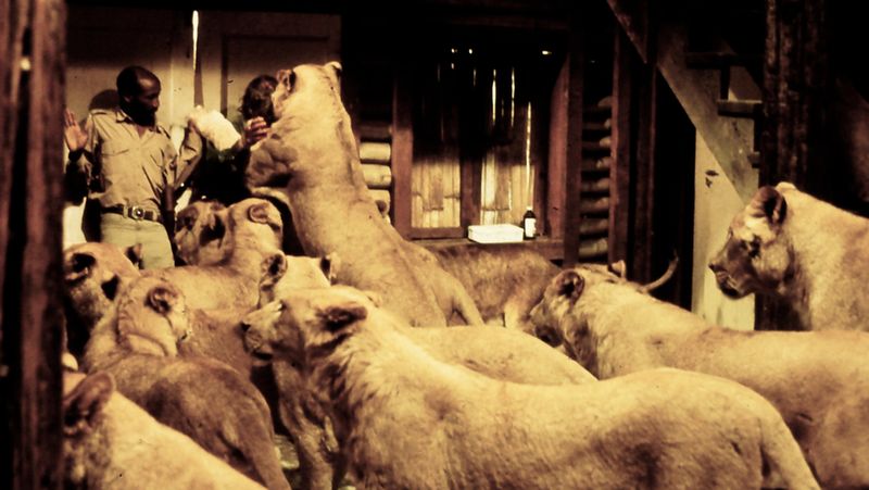 Roar (1981): Animal Spectacle at an Unacceptable Cost