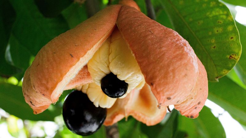 Ackee Fruit Warning