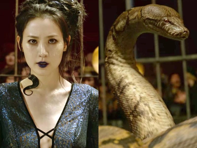 The Maledictus Blood Curse: A Lasting Transformation