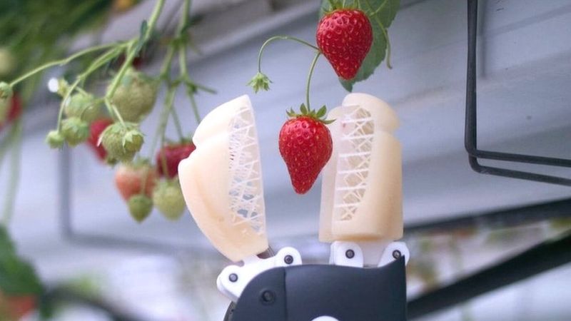 Robots Picking Our Fruit
