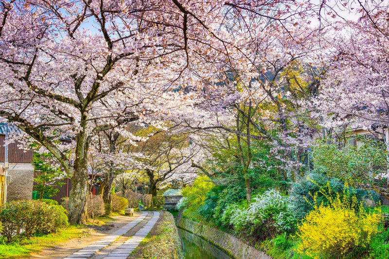 Philosopher's Walk: Kyoto at a Slower Pace