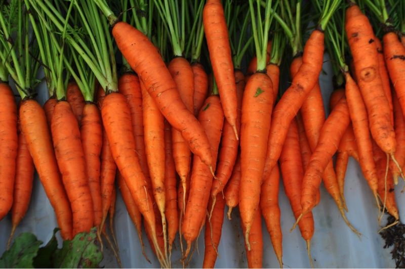 Carrots Give You Perfect Eyesight